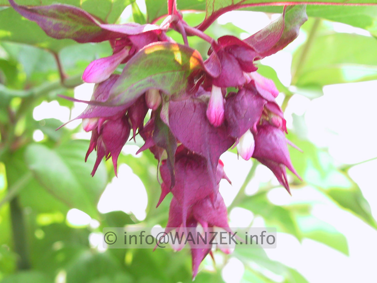 Leycesteria formosa Purple Rain 01.JPG